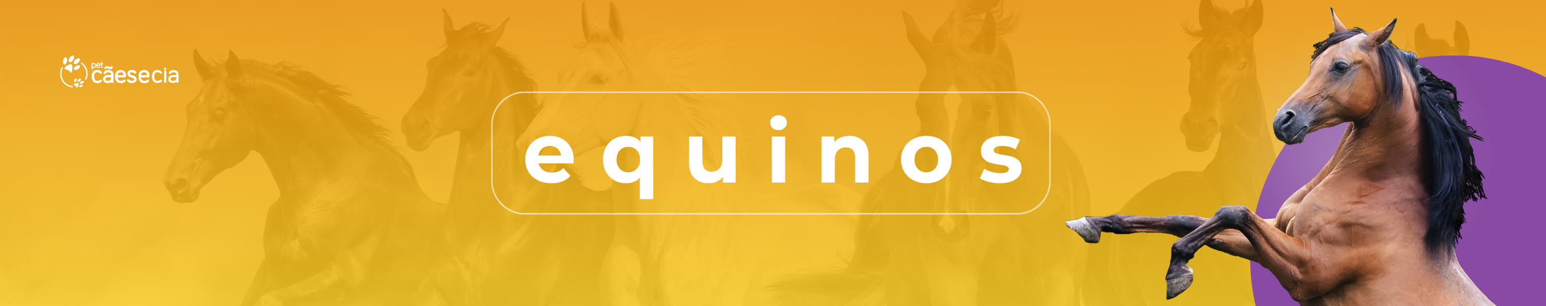 Banner categorias Equinos