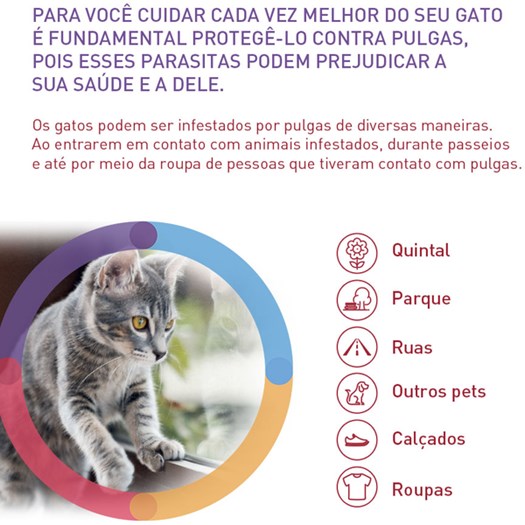 Antipulgas e Carrapatos Bravecto Plus para Gatos 112,5mg - 1,2 A 2,8Kg -  Pet Cães e Cia