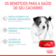 Royal Canin Mini Puppy para Cães Filhotes de Porte Pequeno